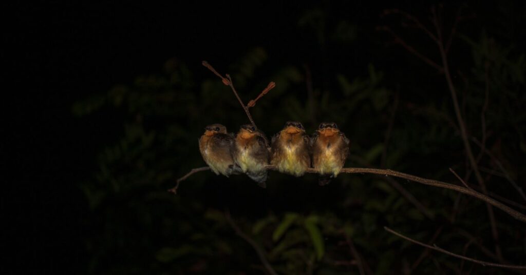 夜、木で眠る鳥たち