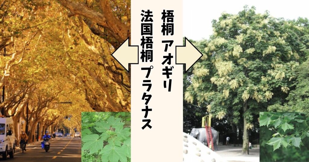 左：プラタナス（法国梧桐）、右：アオギリ（青桐）